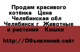 Продам красивого котёнка › Цена ­ 800 - Челябинская обл., Челябинск г. Животные и растения » Кошки   
